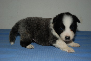 Australian Shepherd
